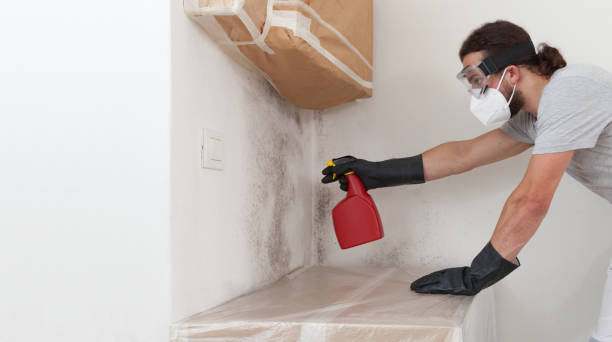Professional Basement Mold Remediation technician working in Mill Creek, PA