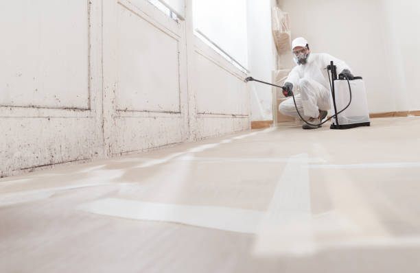 24/7 Emergency Basement Mold Remediation experts in Mill Creek, PA