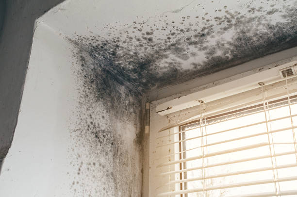 Trusted Black Mold Removal service in Mill Creek, PA - Cheap Mold Removal
