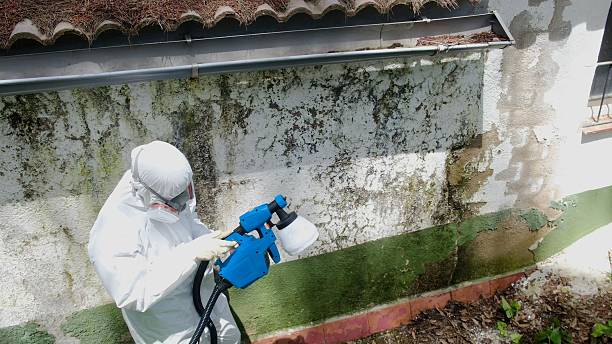 Trusted Mold Removal service in Mill Creek, PA - Cheap Mold Removal